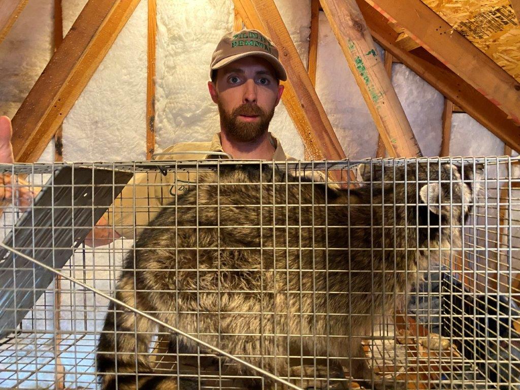 Wilmington raccoon trapping